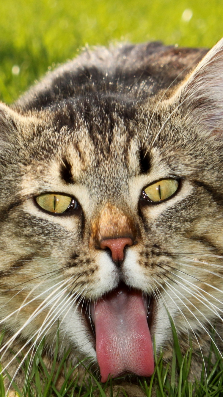 Chat Tigré Brun Sur L'herbe Verte. Wallpaper in 750x1334 Resolution