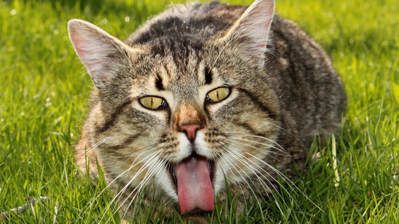 Braun Getigerte Katze Auf Grünem Gras. Wallpaper in 1280x720 Resolution