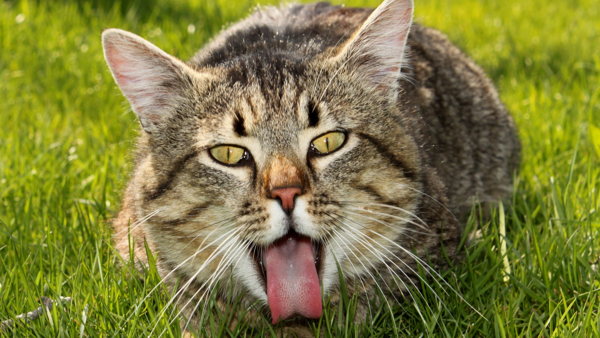 Braun Getigerte Katze Auf Grünem Gras. Wallpaper in 1920x1080 Resolution