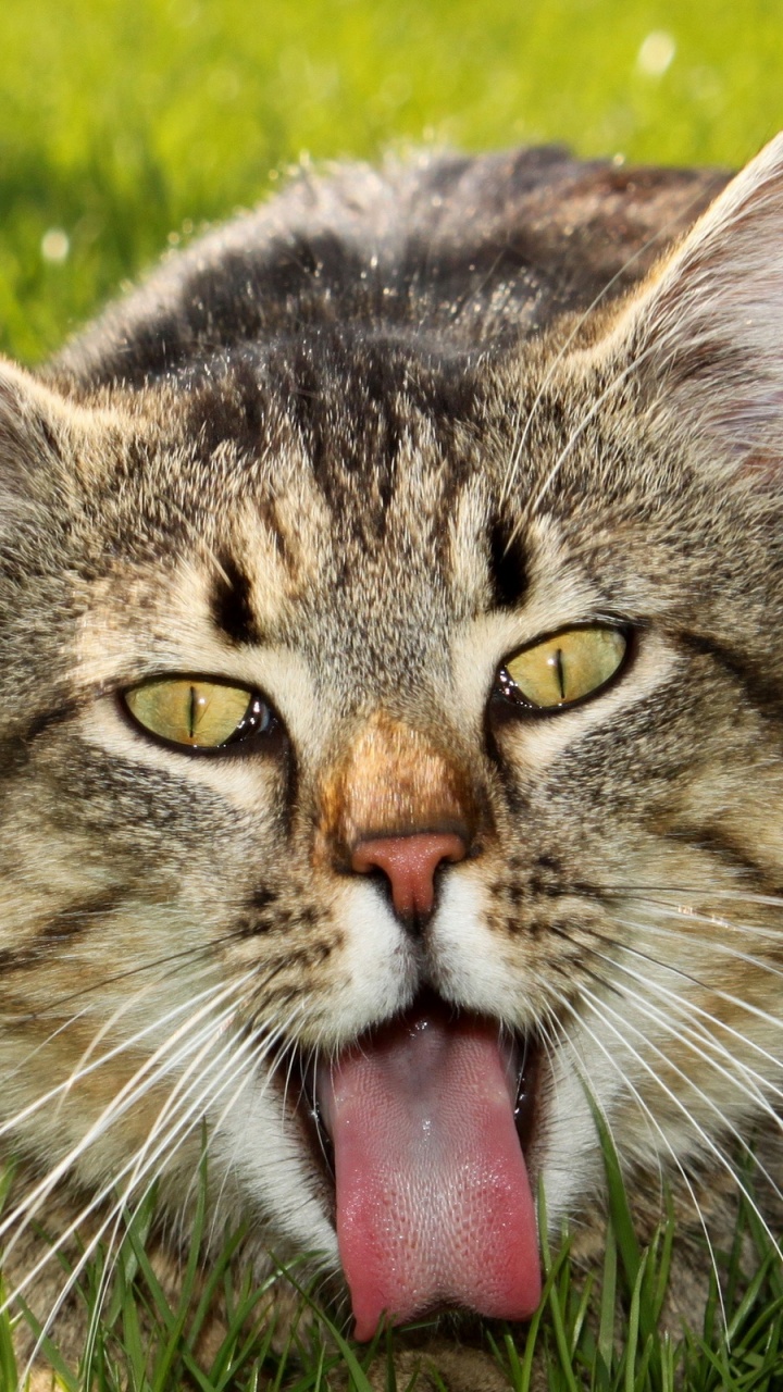 Braun Getigerte Katze Auf Grünem Gras. Wallpaper in 720x1280 Resolution