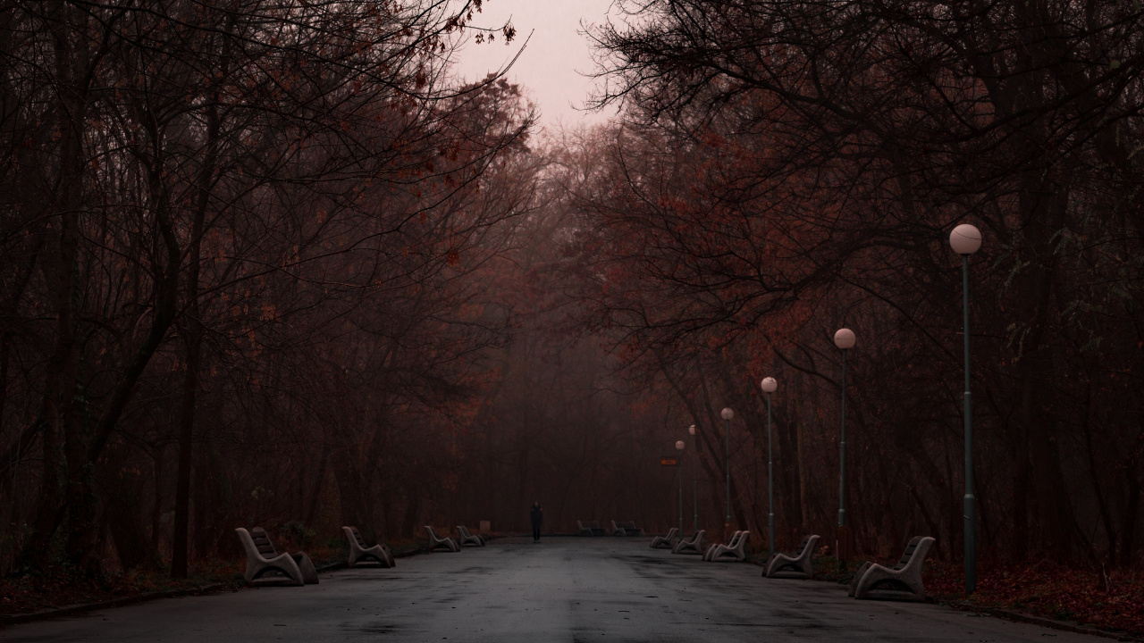 Gray Road Between Bare Trees During Daytime. Wallpaper in 1280x720 Resolution