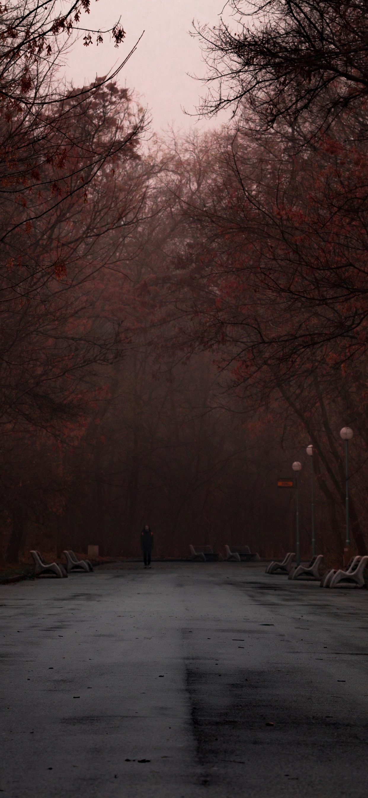 Route Grise Entre Les Arbres Nus Pendant la Journée. Wallpaper in 1242x2688 Resolution