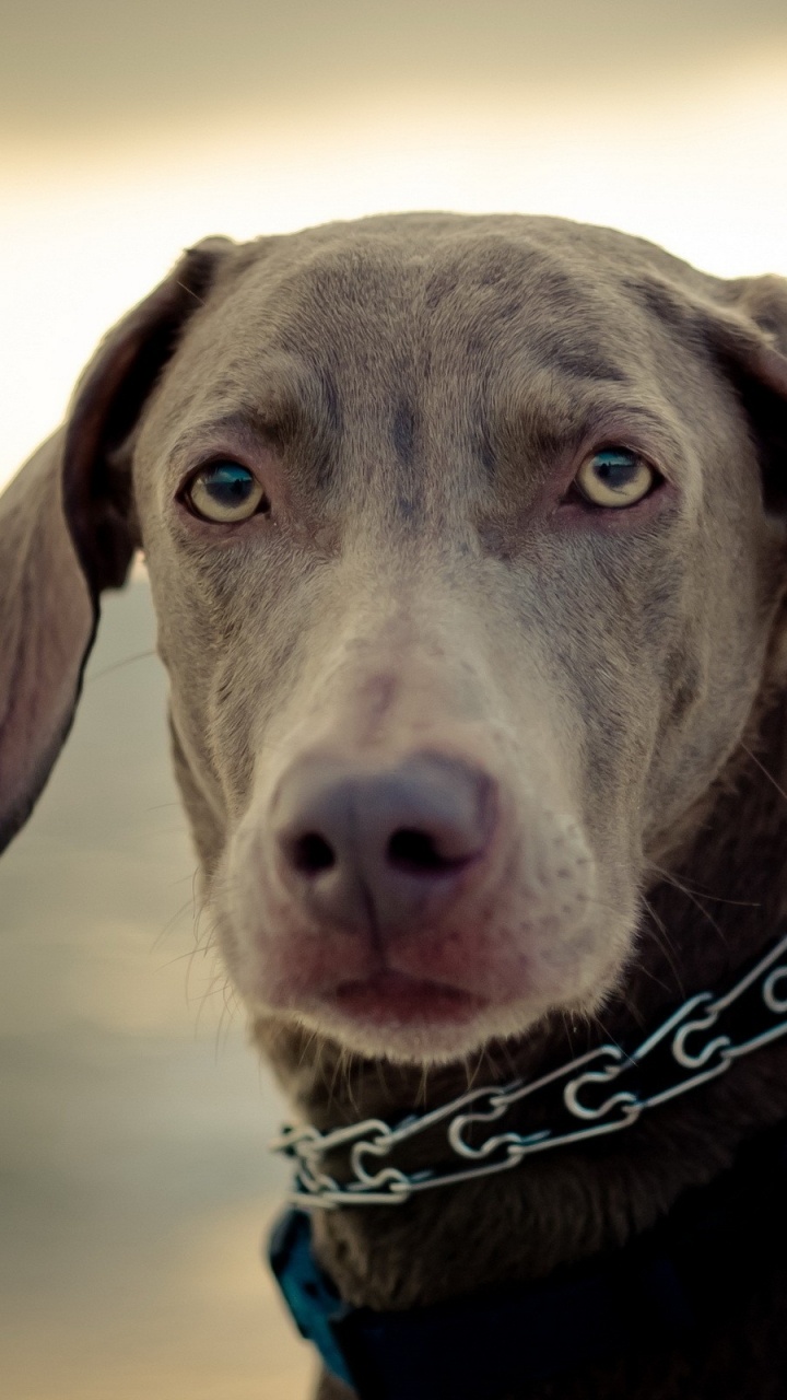 Brauner, Kurzhaariger Hund Mit Blau-weißem Halsband. Wallpaper in 720x1280 Resolution