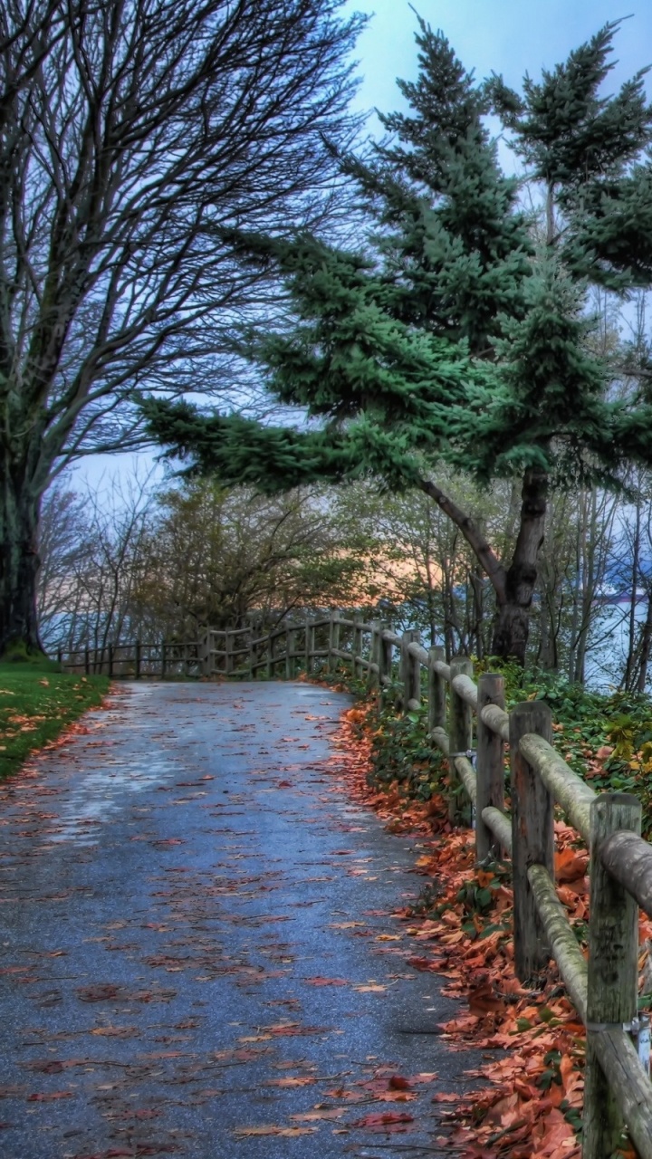 Green Trees Near Body of Water Under Cloudy Sky During Daytime. Wallpaper in 720x1280 Resolution