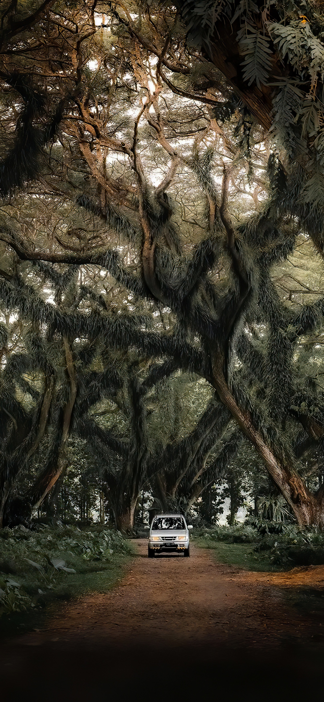 Car, Baum, Naturlandschaft, Branch, Holz. Wallpaper in 1242x2688 Resolution