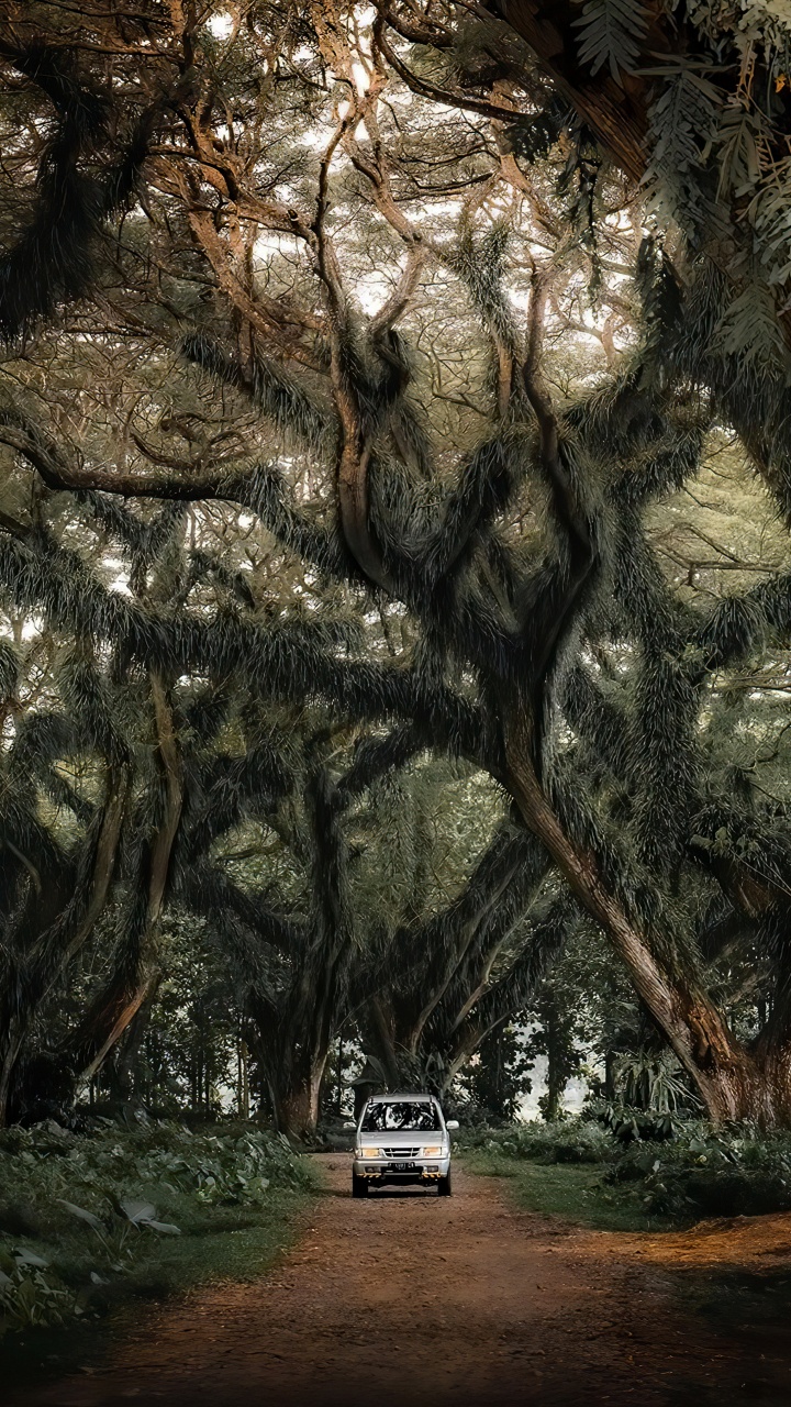 Car, Baum, Naturlandschaft, Branch, Holz. Wallpaper in 720x1280 Resolution