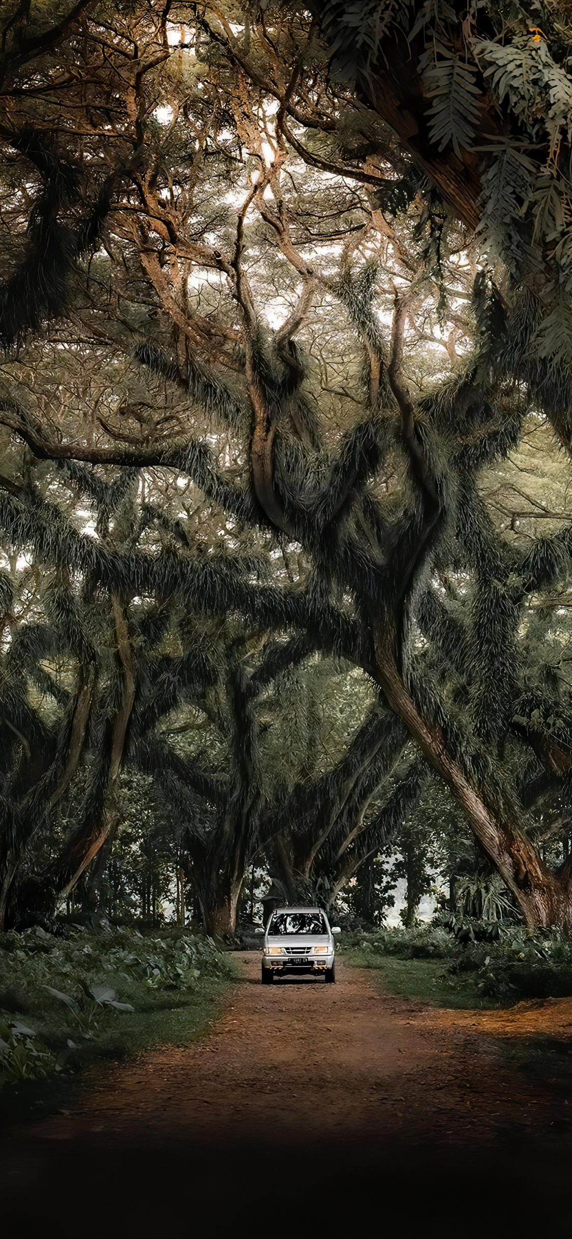 Voiture Compacte, Paysage Naturel, Rameau, Plante Terrestre. Wallpaper in 1125x2436 Resolution