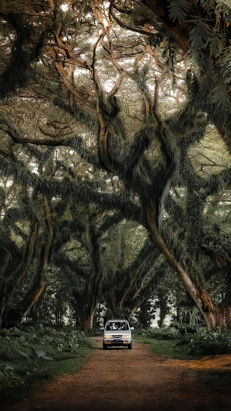 Voiture Compacte, Paysage Naturel, Rameau, Plante Terrestre. Wallpaper in 750x1334 Resolution