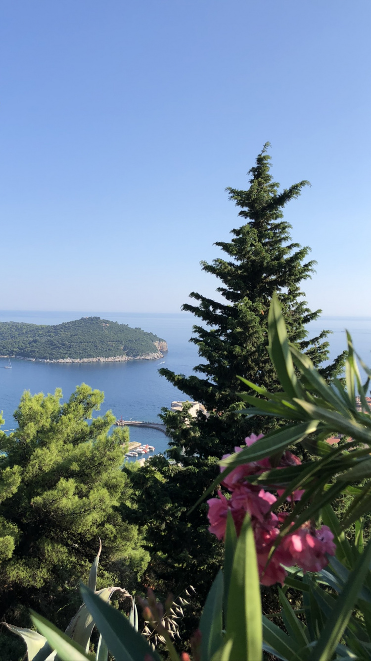 Vegetation, Mount Scenery, Biologie, Wissenschaft, Naturlandschaft. Wallpaper in 750x1334 Resolution