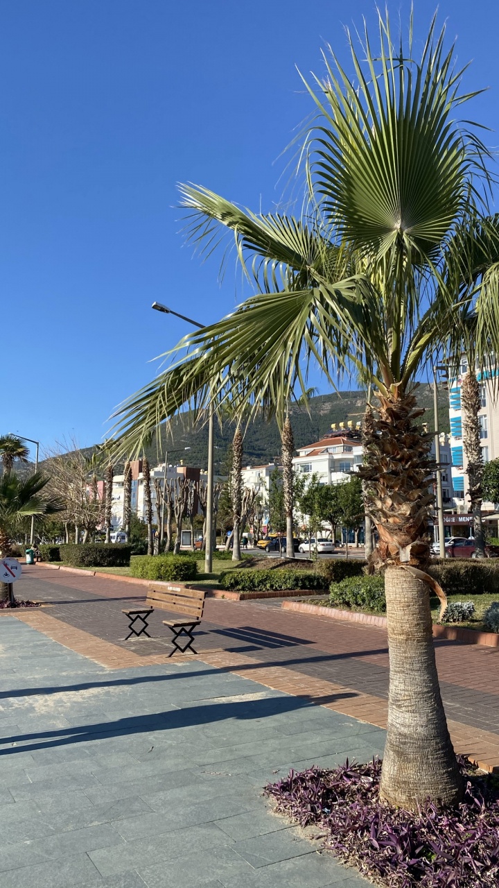 Palmier, Dattier, Azure, Bâtiment, Plante Terrestre. Wallpaper in 720x1280 Resolution