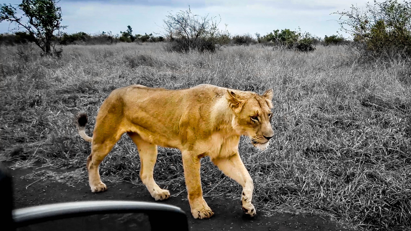 Brown Lioness Walking on Gray Dirt Road During Daytime. Wallpaper in 1366x768 Resolution