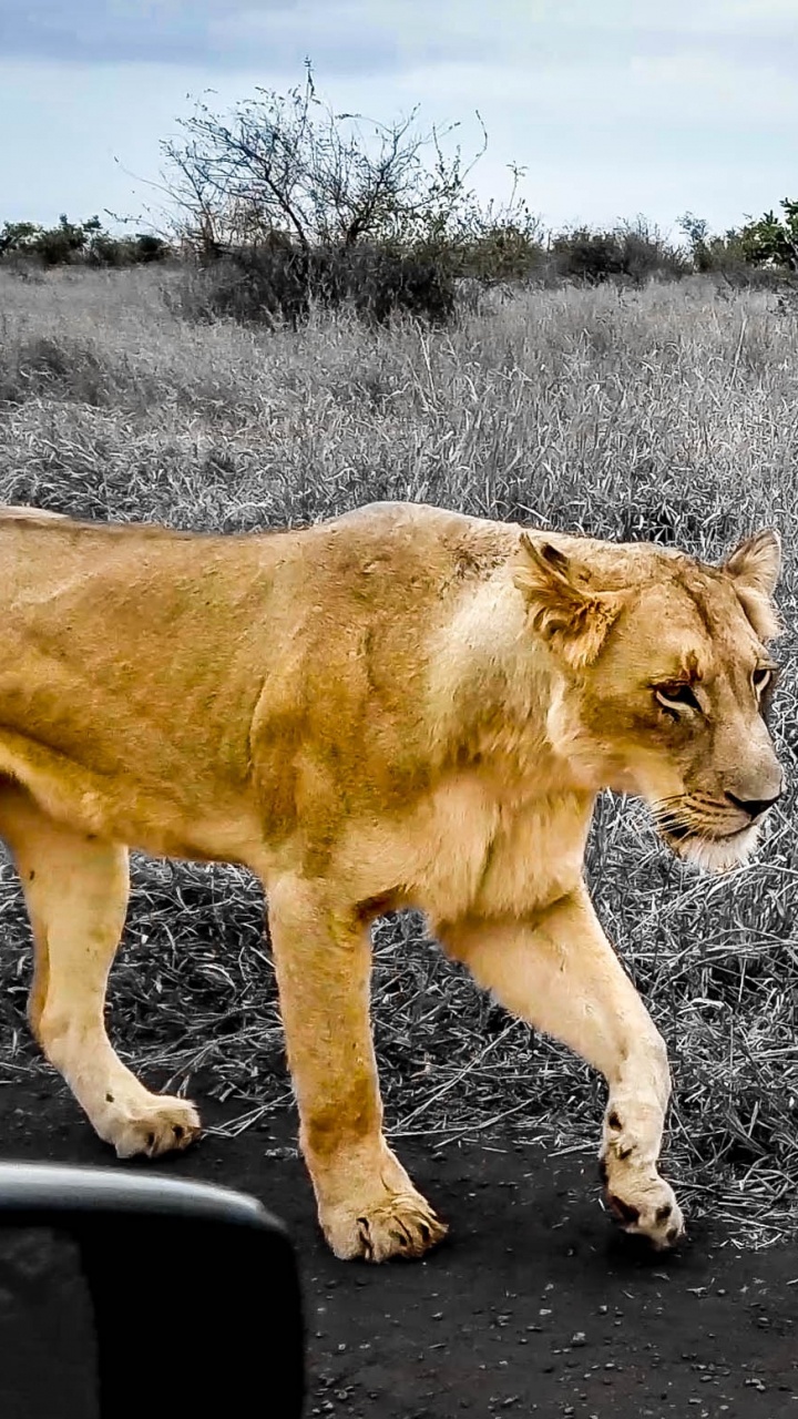 Lionne Brune Marchant Sur un Chemin de Terre Gris Pendant la Journée. Wallpaper in 720x1280 Resolution