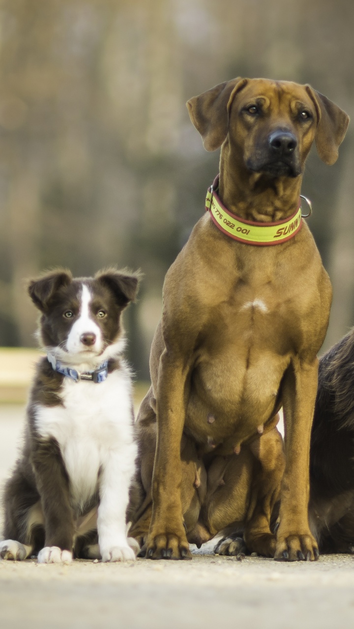 Chiens à Poil Court Brun et Blanc Sur Neige Blanche Pendant la Journée. Wallpaper in 720x1280 Resolution
