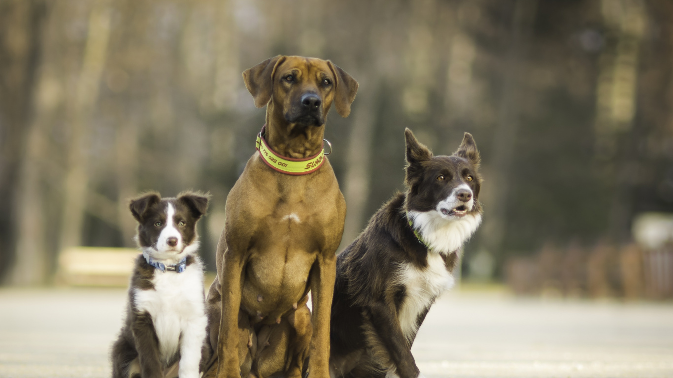 Brown and White Short Coated Dogs on White Snow During Daytime. Wallpaper in 1366x768 Resolution