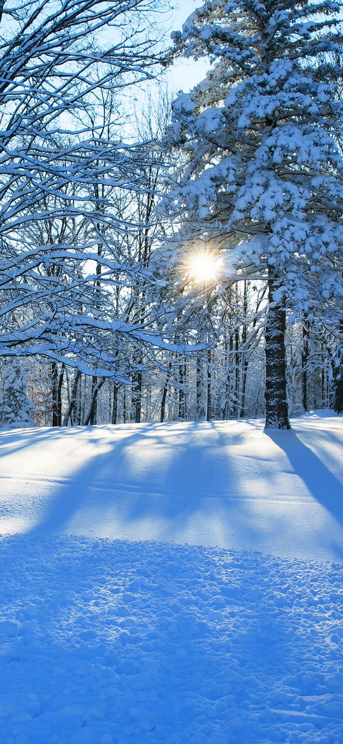 Arbres Couverts de Neige Pendant la Journée. Wallpaper in 1125x2436 Resolution