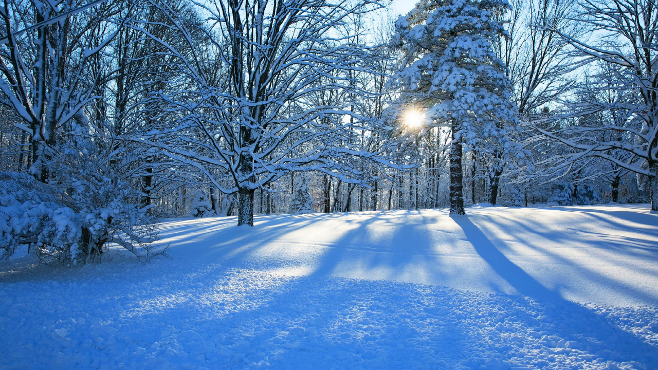 Arbres Couverts de Neige Pendant la Journée. Wallpaper in 1280x720 Resolution