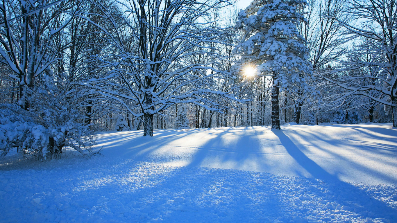 Arbres Couverts de Neige Pendant la Journée. Wallpaper in 1366x768 Resolution