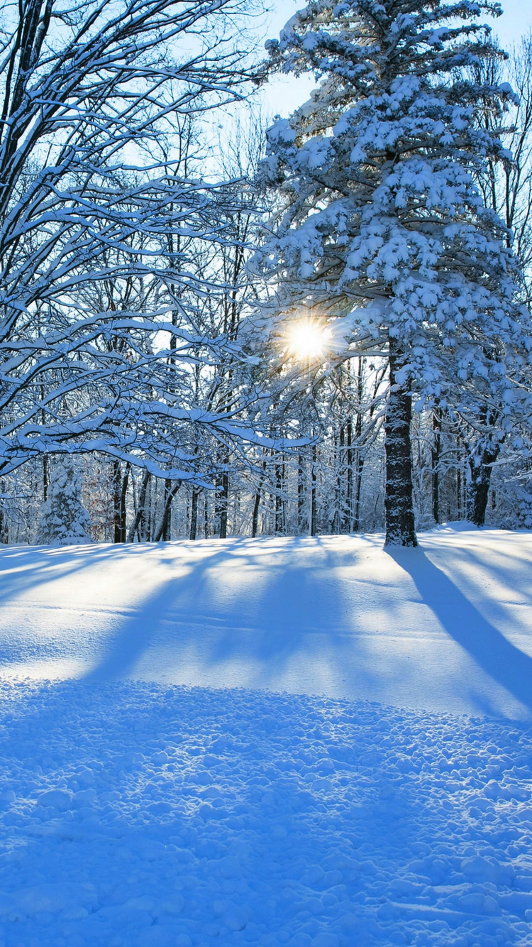 Arbres Couverts de Neige Pendant la Journée. Wallpaper in 750x1334 Resolution