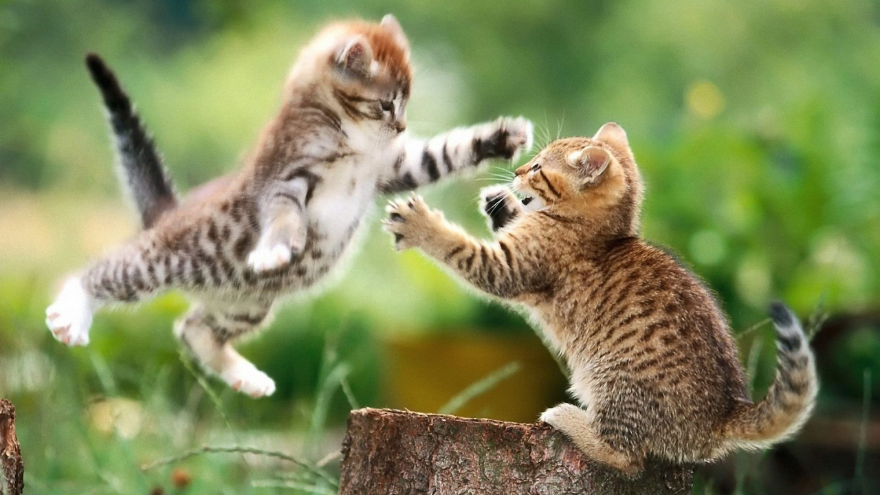 Katzen Spielen, Kätzchen, Siamesische Katze, Hund, Tabby-Katze. Wallpaper in 1280x720 Resolution