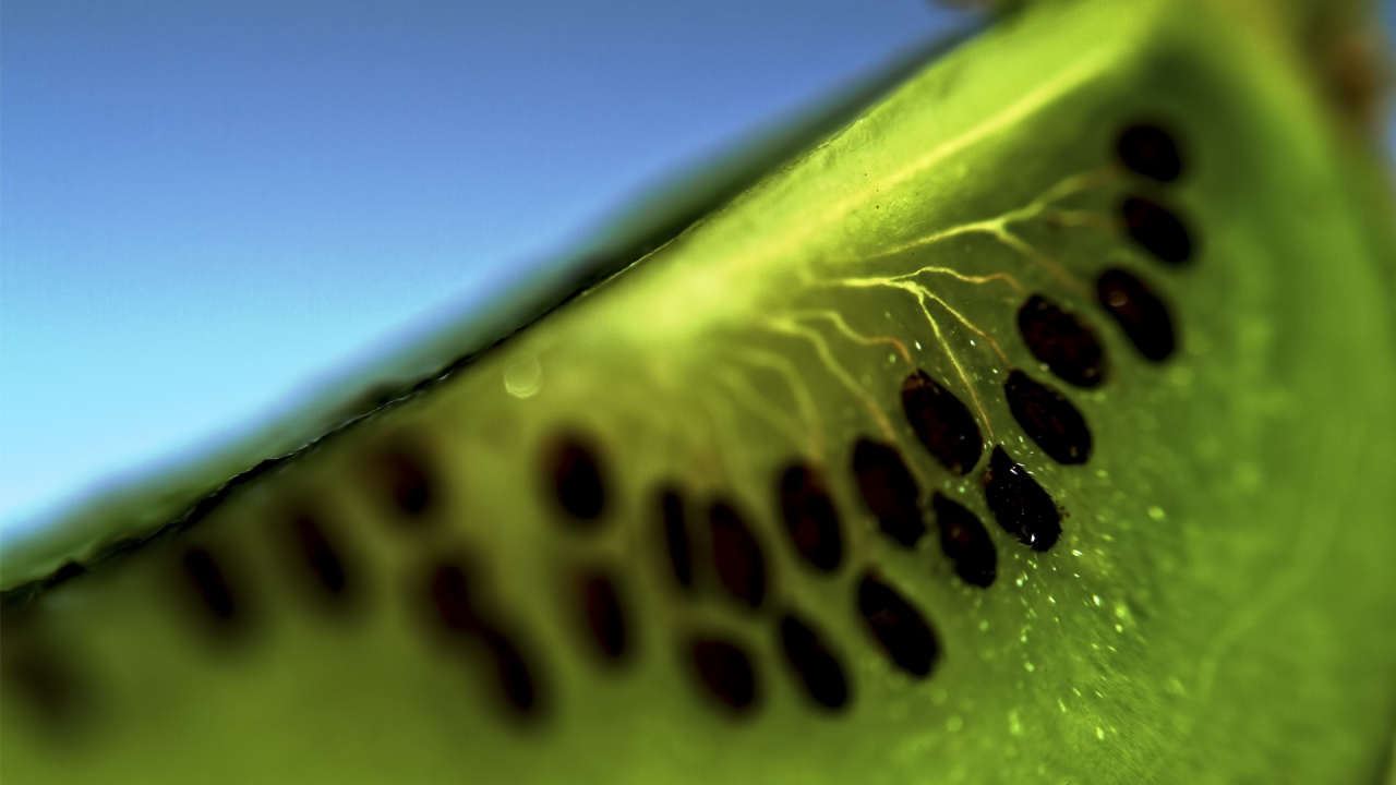 Oruga Verde y Negra Sobre Hoja Verde. Wallpaper in 1280x720 Resolution