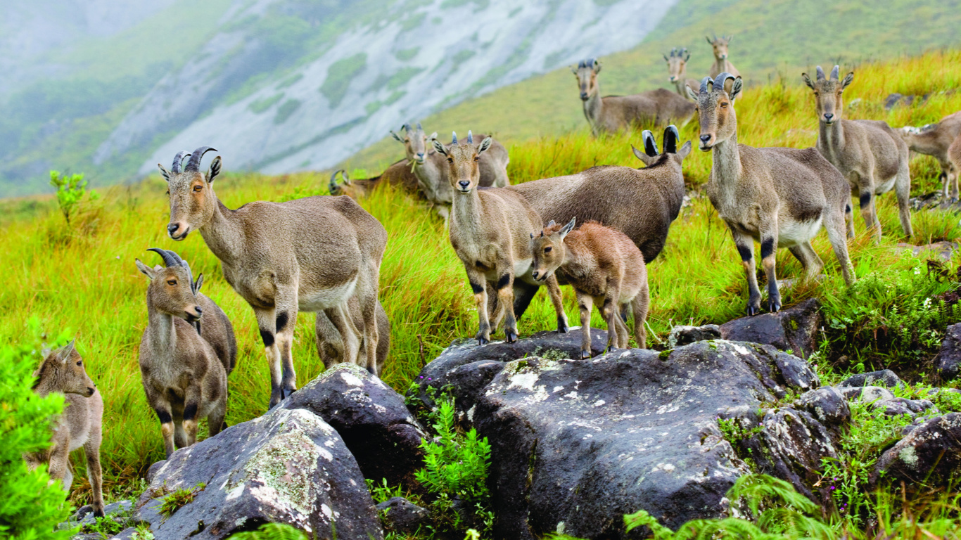Troupeau de Cerfs Bruns Sur la Roche Grise Pendant la Journée. Wallpaper in 1366x768 Resolution