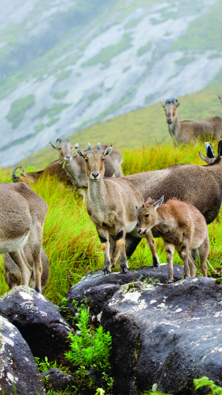 Herd of Brown Deer on Gray Rock During Daytime. Wallpaper in 750x1334 Resolution
