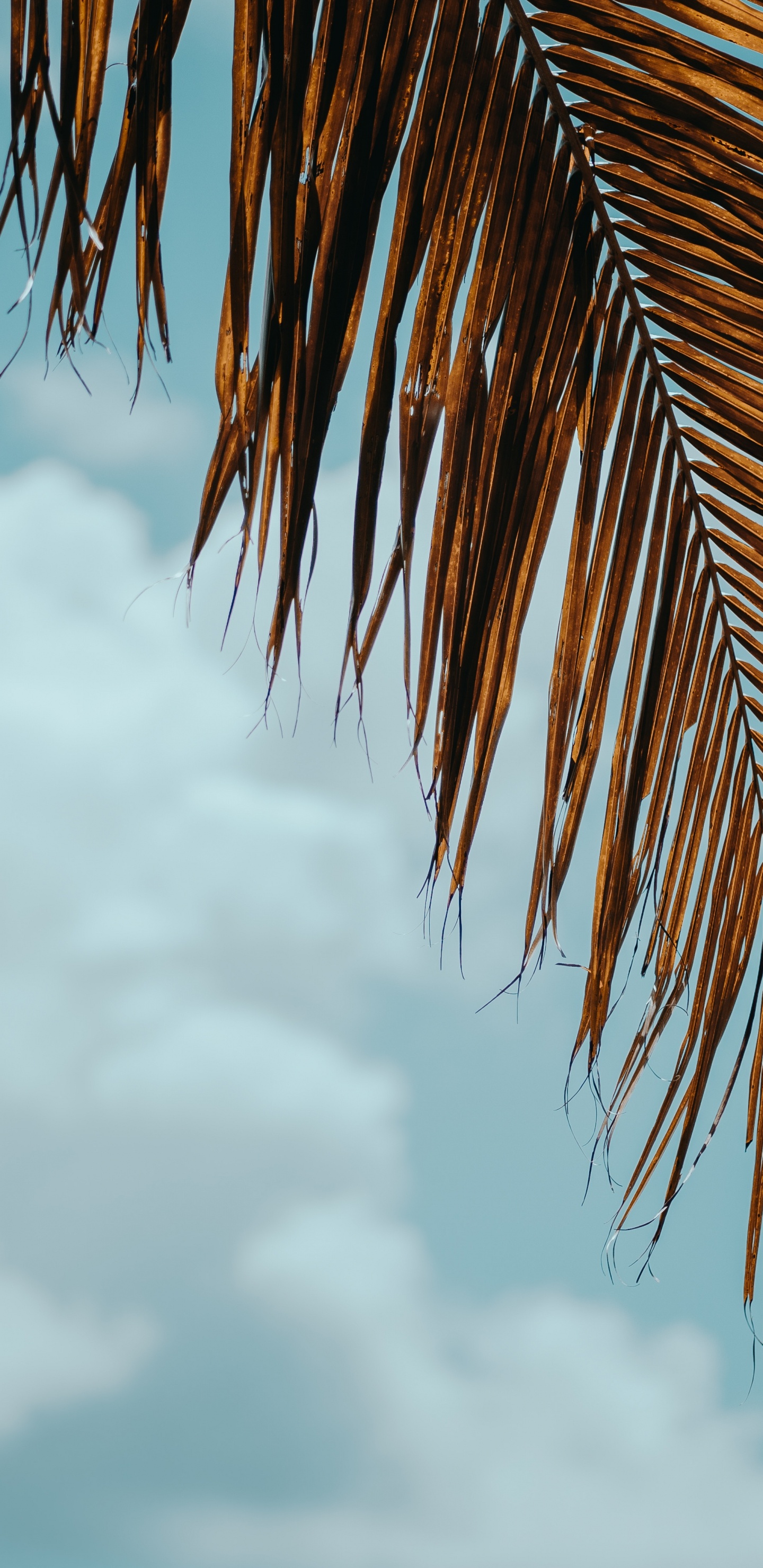 Palm Trees, Tree, Blue, Palm Tree, Daytime. Wallpaper in 1440x2960 Resolution