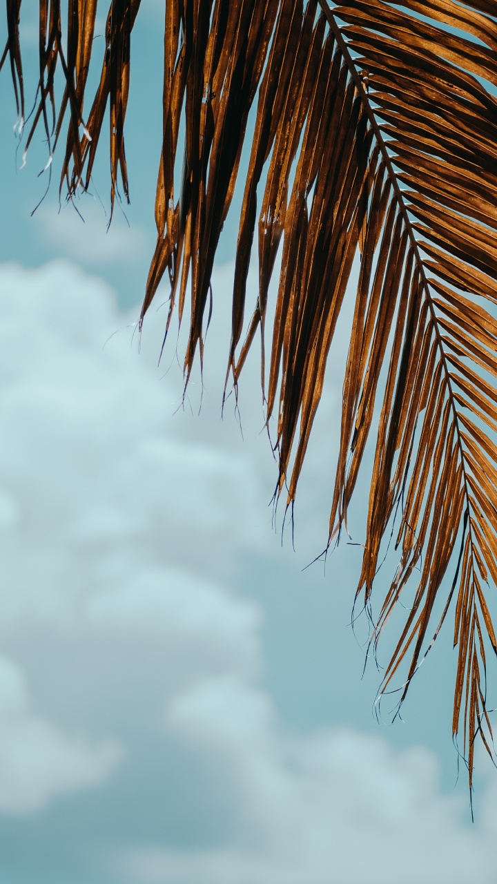 Palmera, Azul, Trópicos, Planta Leñosa, Computación en la Nube. Wallpaper in 720x1280 Resolution