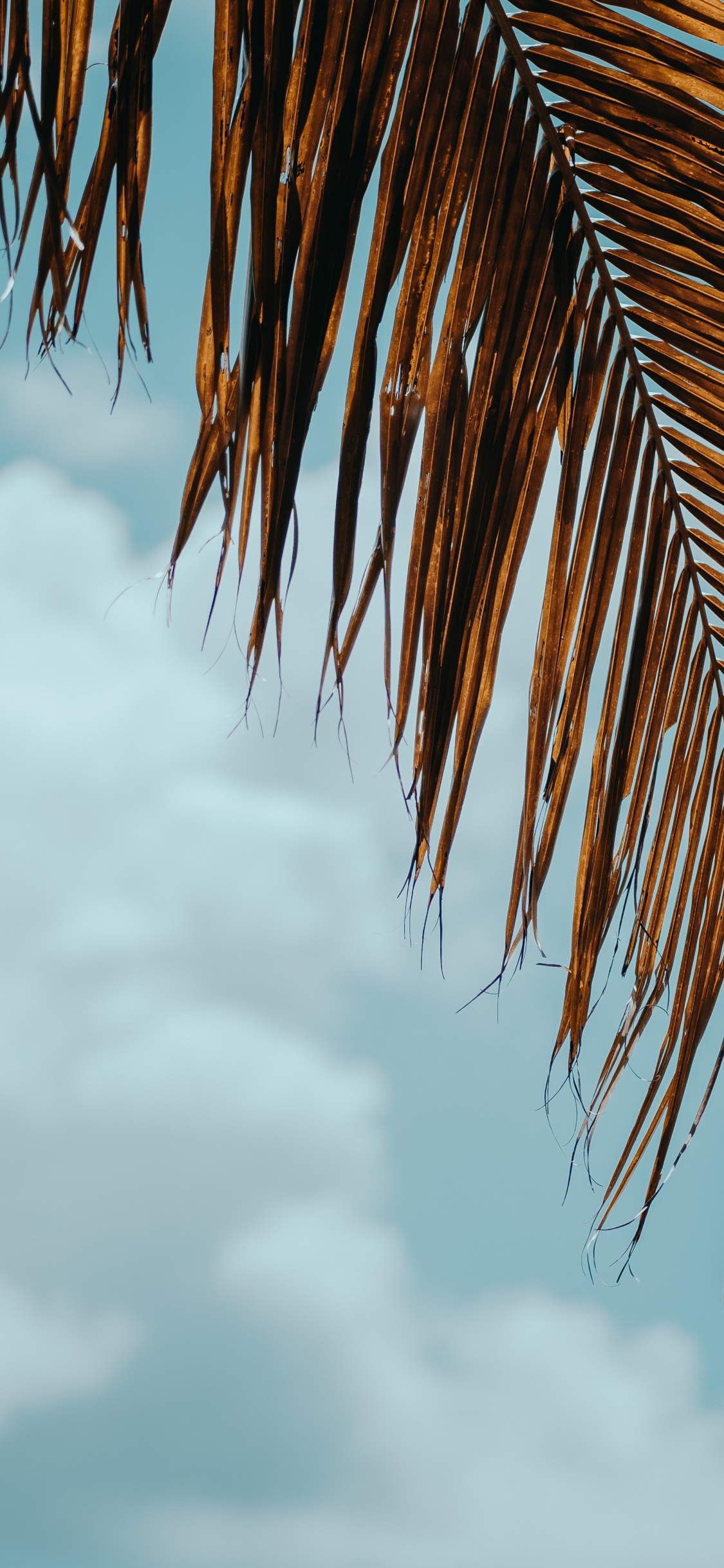 棕榈树, 热带地区, 木本植物, 云计算, 一天 壁纸 1125x2436 允许