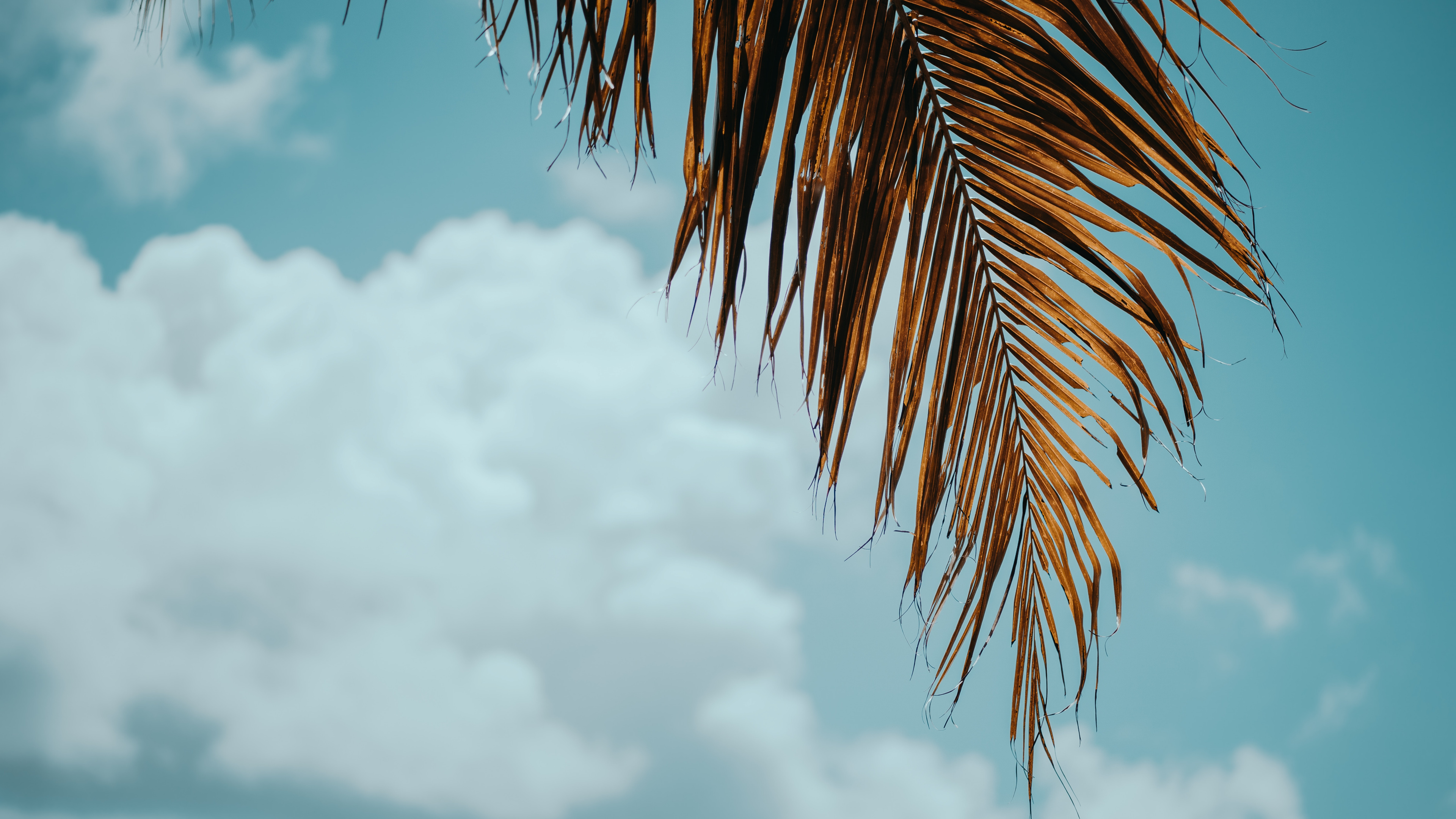 棕榈树, 热带地区, 木本植物, 云计算, 一天 壁纸 3840x2160 允许