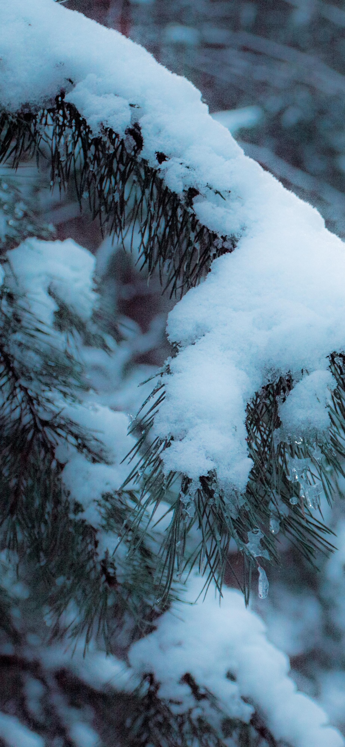 Árbol Cubierto de Nieve Durante el Día. Wallpaper in 1125x2436 Resolution
