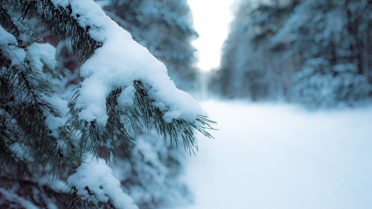 Árbol Cubierto de Nieve Durante el Día. Wallpaper in 1280x720 Resolution