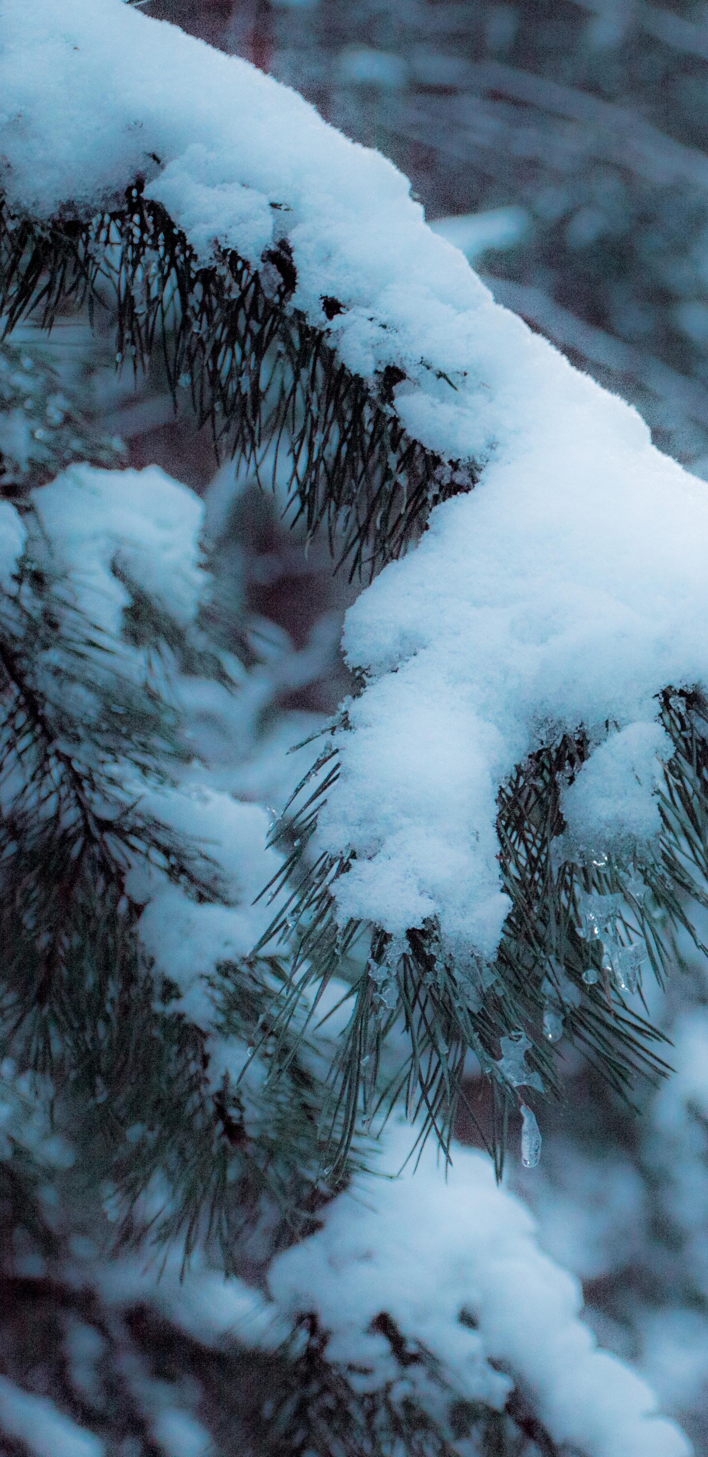 Árbol Cubierto de Nieve Durante el Día. Wallpaper in 1440x2960 Resolution