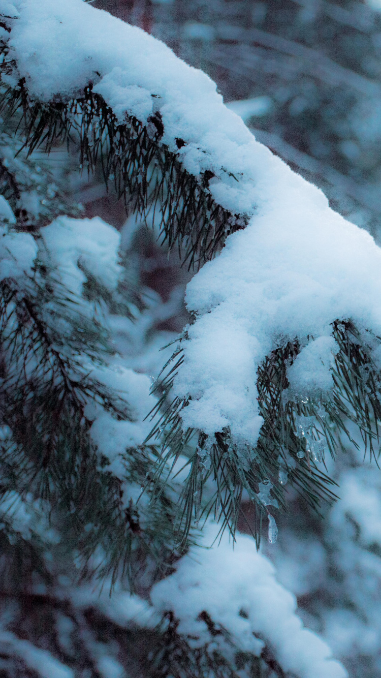 Árbol Cubierto de Nieve Durante el Día. Wallpaper in 750x1334 Resolution