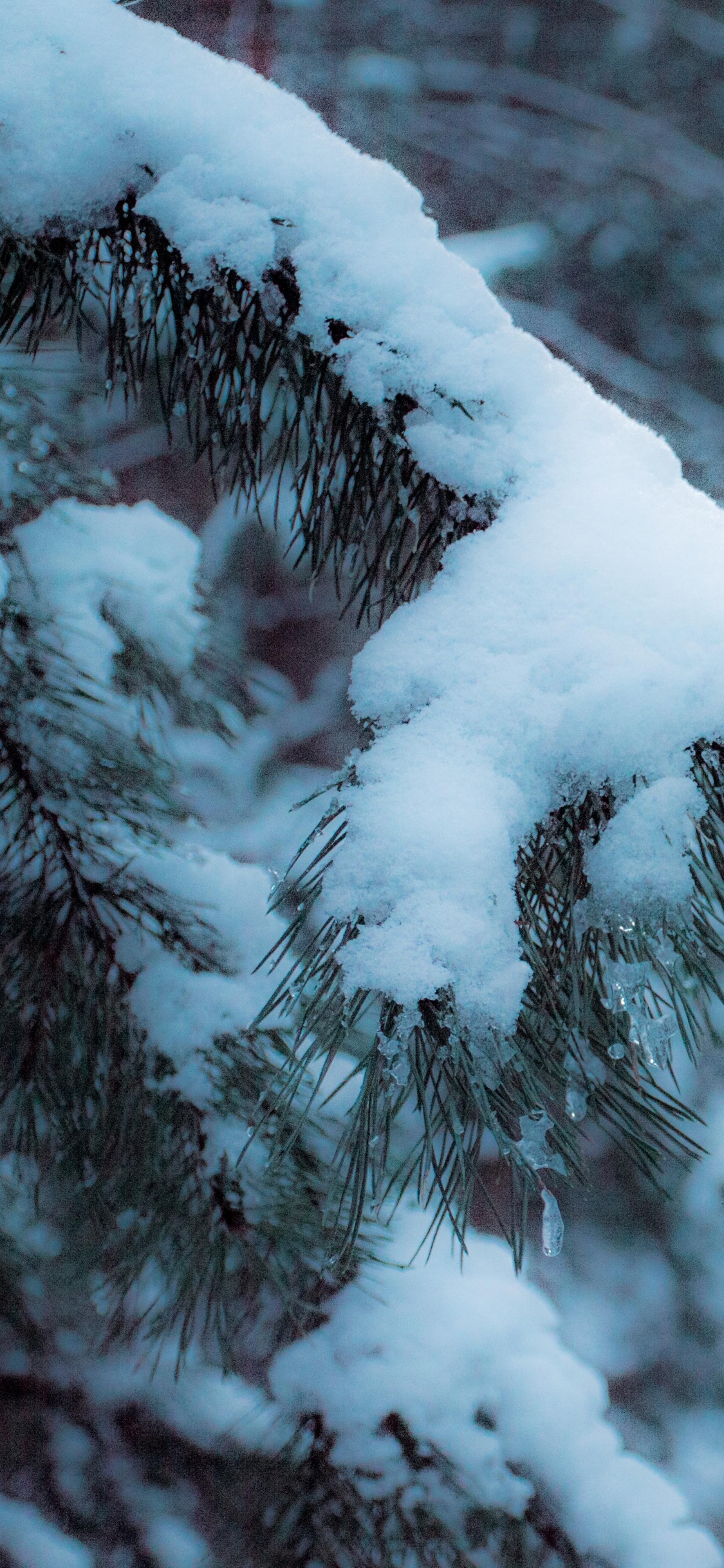 Arbre Couvert de Neige Pendant la Journée. Wallpaper in 1125x2436 Resolution