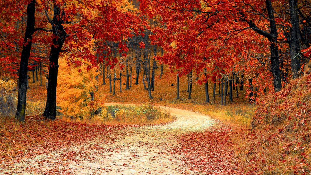 Fall Festive, Autumn, Holiday, Mid-Autumn Festival, Brown. Wallpaper in 1280x720 Resolution