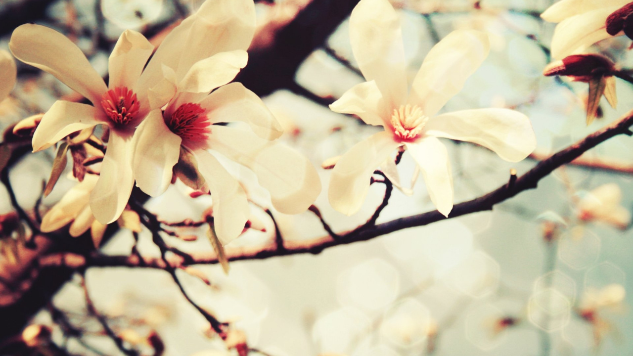 White and Red Flower in Tilt Shift Lens. Wallpaper in 1280x720 Resolution