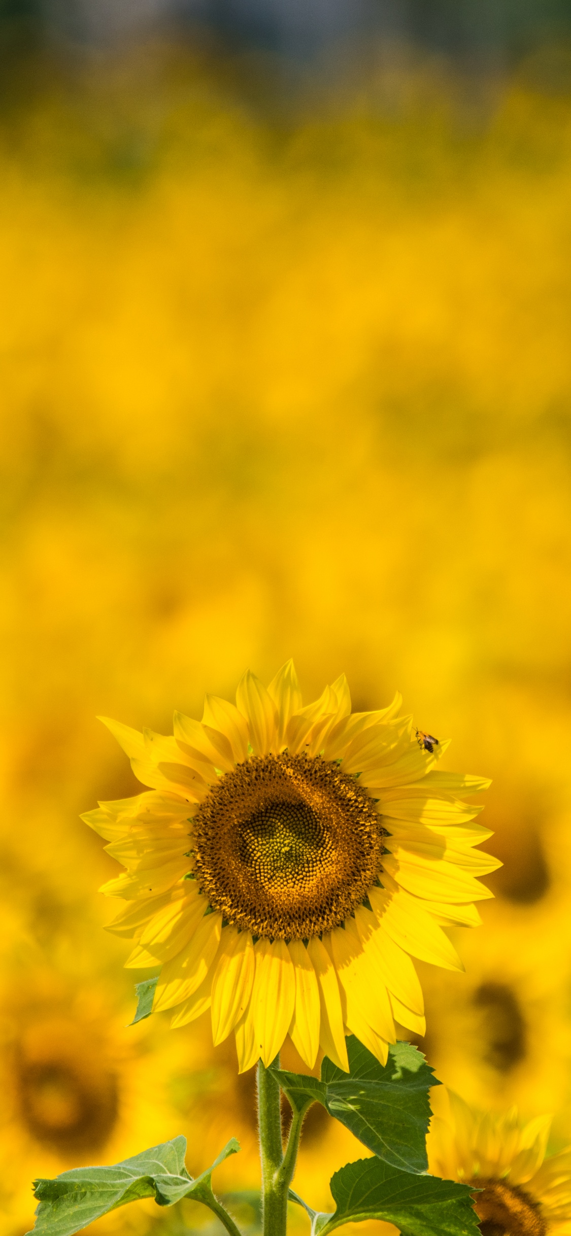 Champ de Tournesol Jaune Pendant la Journée. Wallpaper in 1125x2436 Resolution