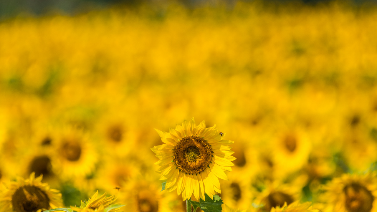 Champ de Tournesol Jaune Pendant la Journée. Wallpaper in 1280x720 Resolution