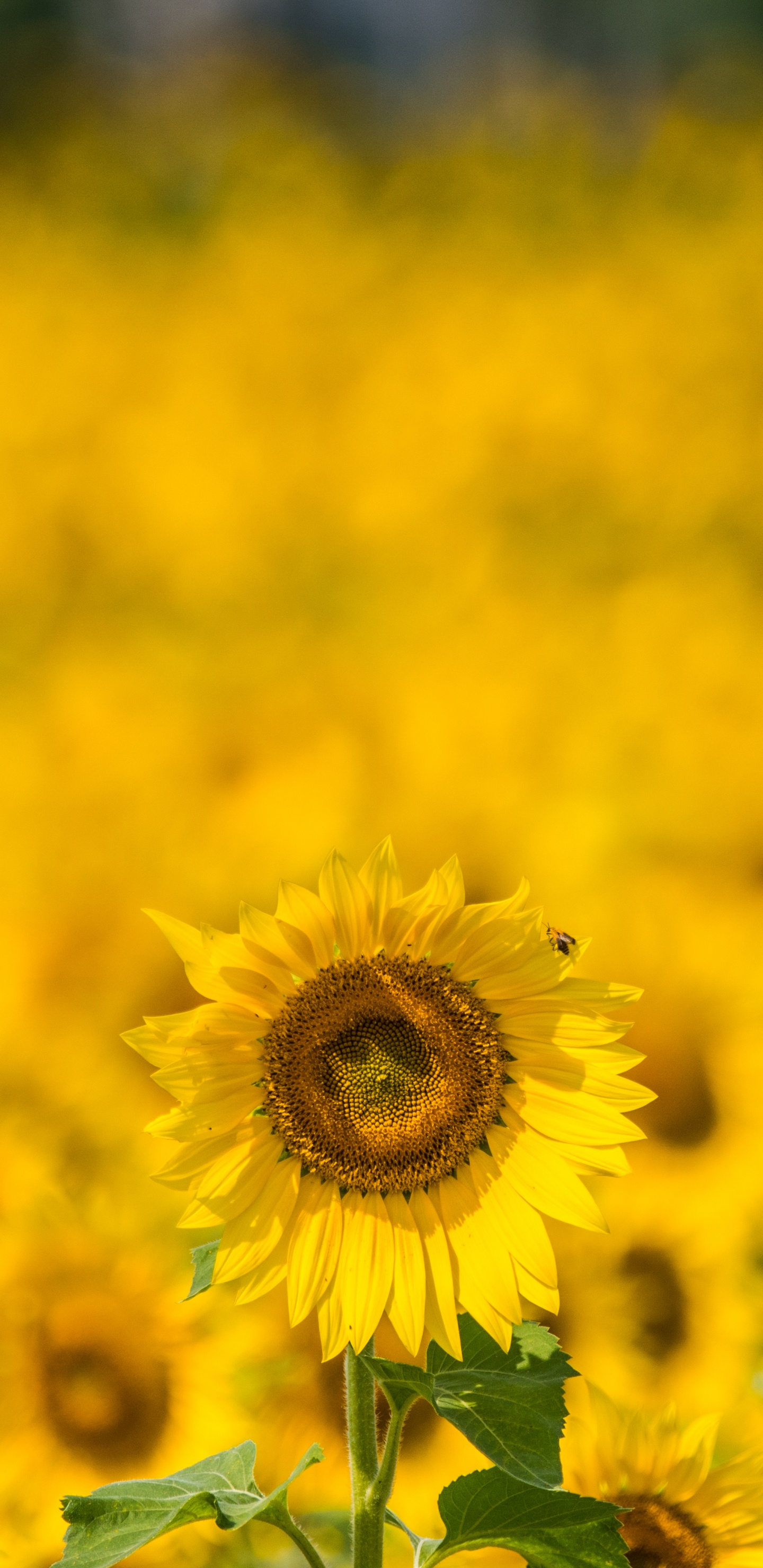 Champ de Tournesol Jaune Pendant la Journée. Wallpaper in 1440x2960 Resolution