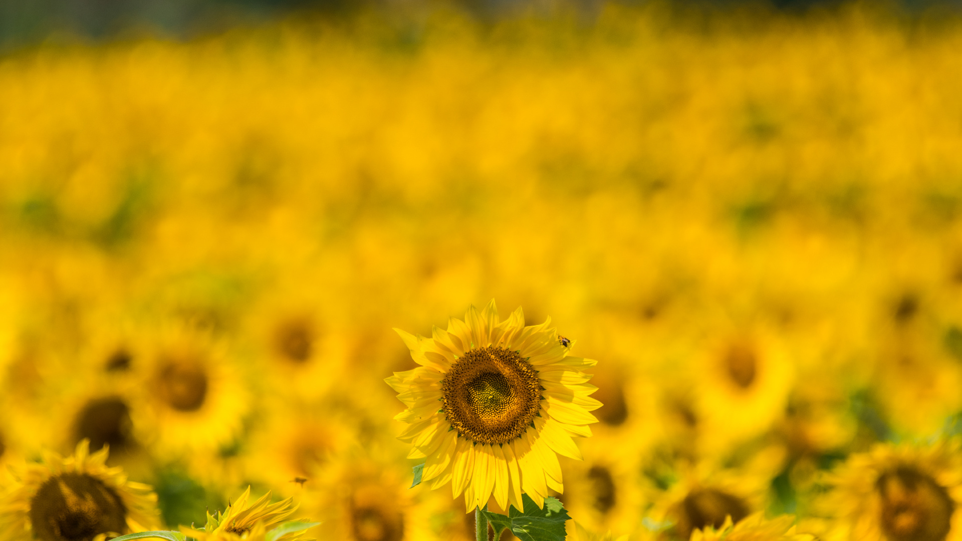 Champ de Tournesol Jaune Pendant la Journée. Wallpaper in 1920x1080 Resolution