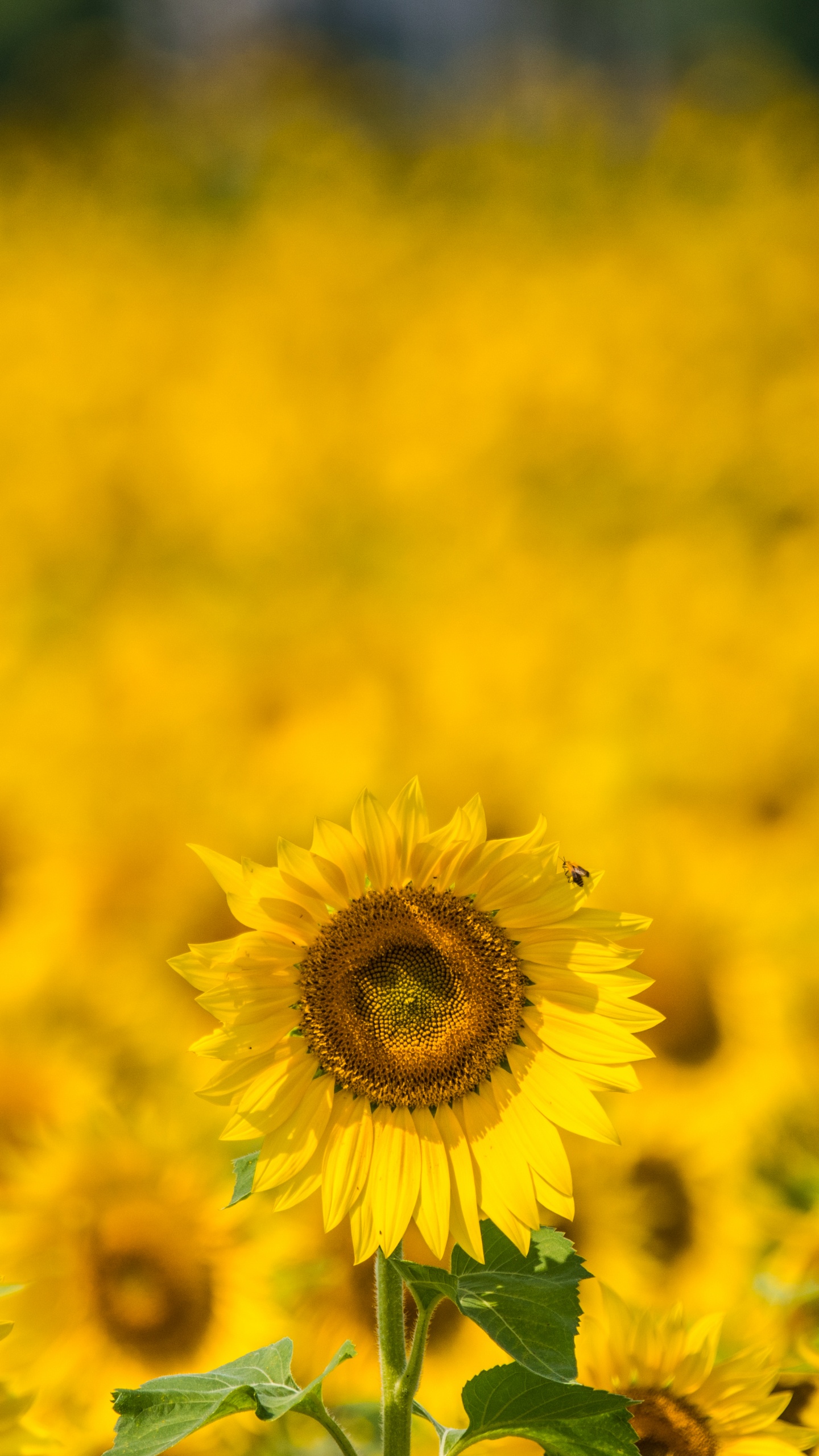 Yellow Sunflower Field During Daytime. Wallpaper in 1440x2560 Resolution