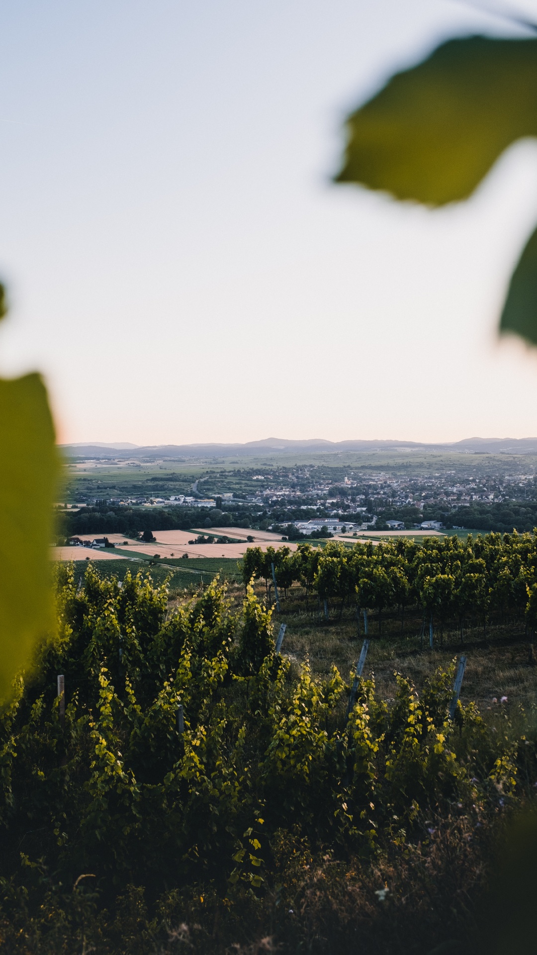 Nature, Green, Jaune, Feuille, Horizon. Wallpaper in 1080x1920 Resolution