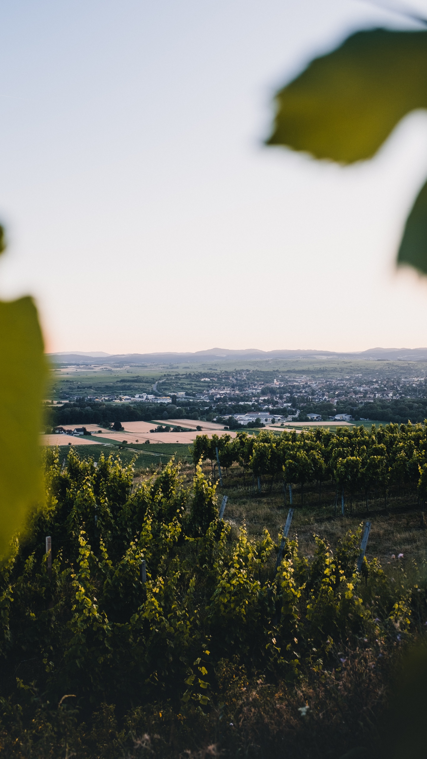 Nature, Green, Jaune, Feuille, Horizon. Wallpaper in 1440x2560 Resolution