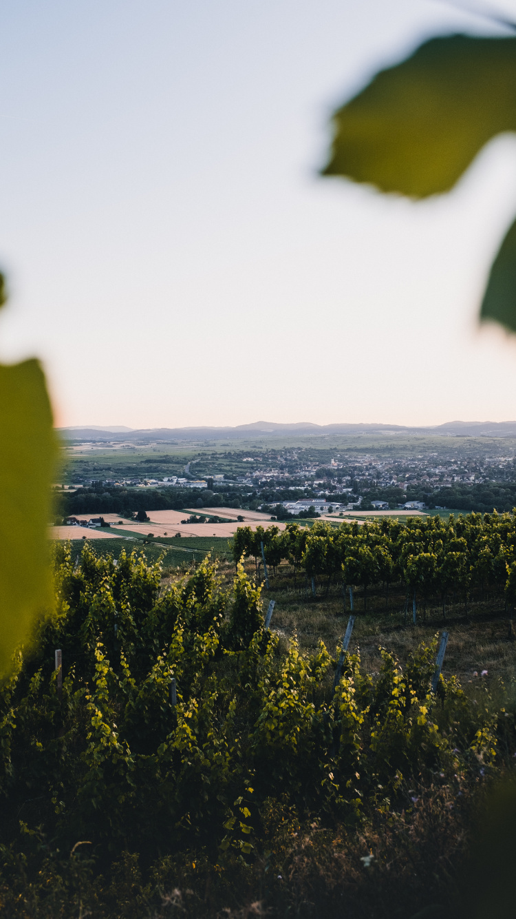 Nature, Green, Jaune, Feuille, Horizon. Wallpaper in 750x1334 Resolution