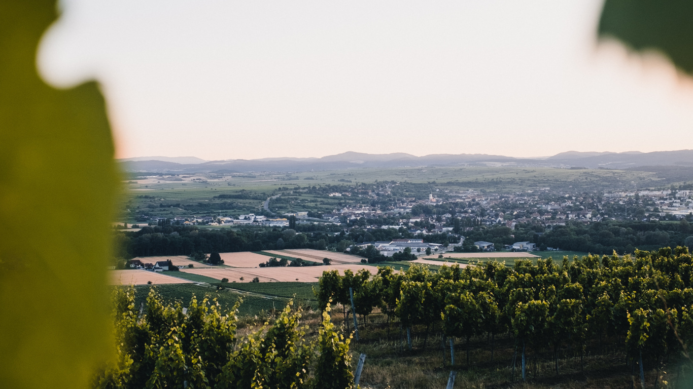 Natur, Gr, Gelb, Baum, Blatt. Wallpaper in 1366x768 Resolution