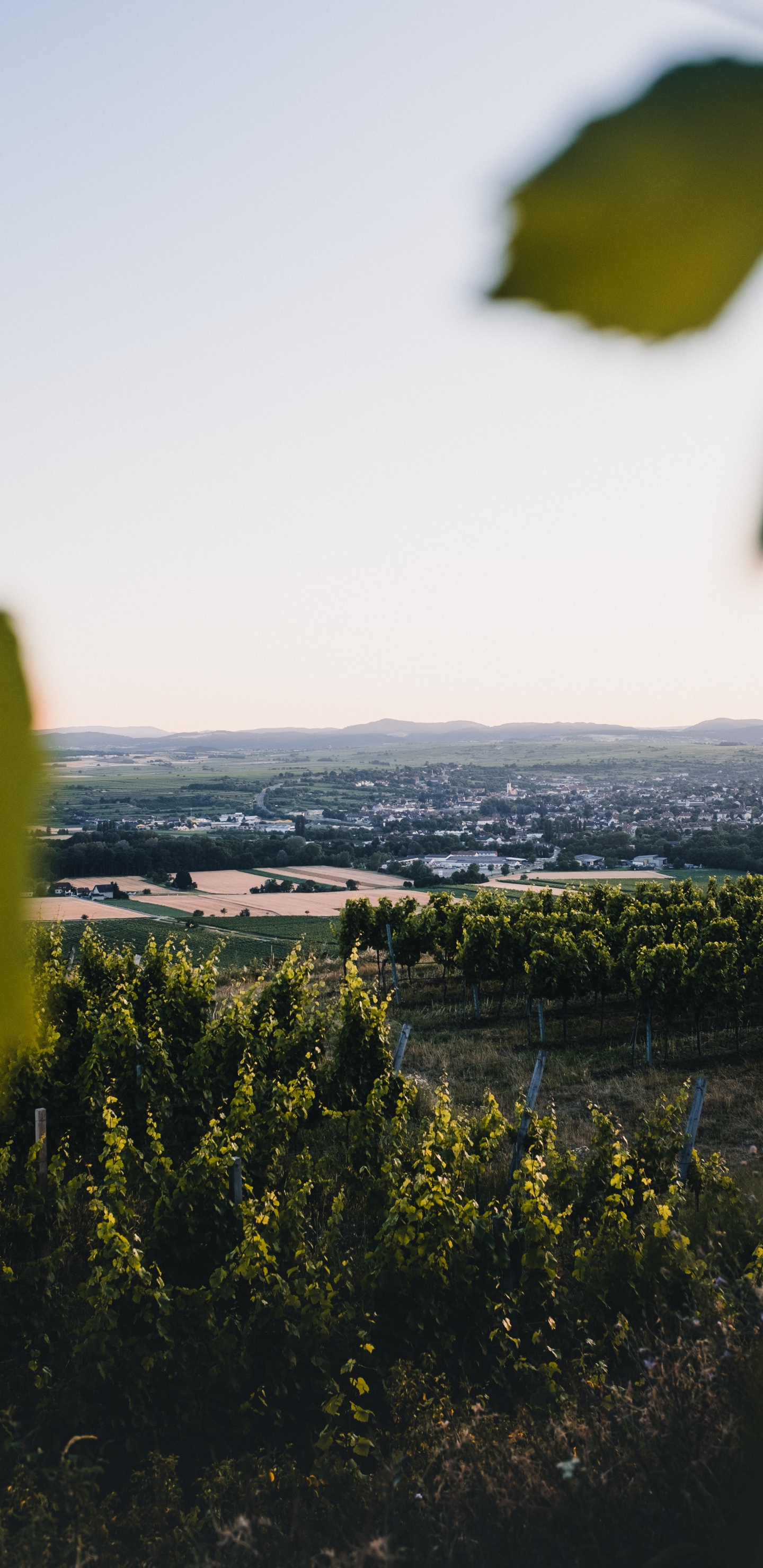 性质, 绿色的, 黄色的, 地平线, 早上 壁纸 1440x2960 允许