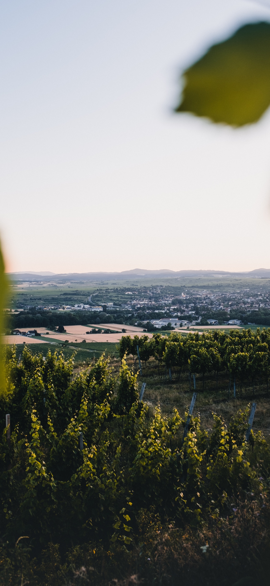 Naturaleza, Verde, Amarillo, Mañana. Wallpaper in 1125x2436 Resolution