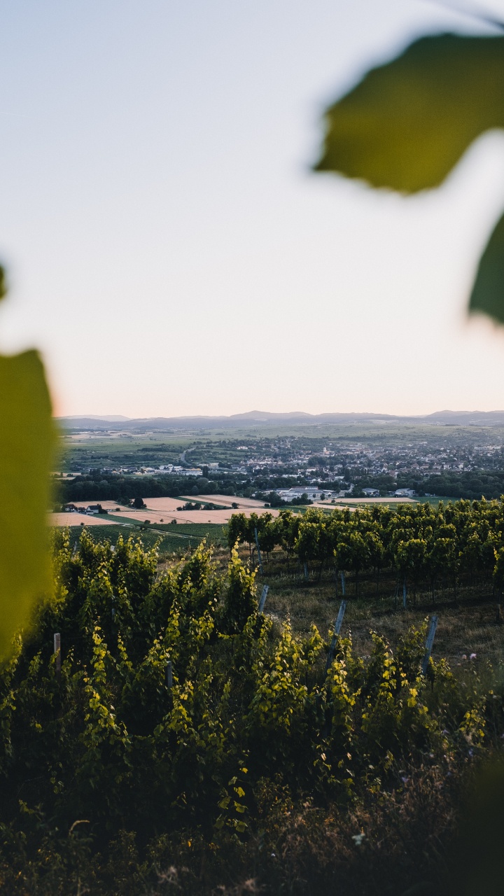 Naturaleza, Verde, Amarillo, Mañana. Wallpaper in 720x1280 Resolution
