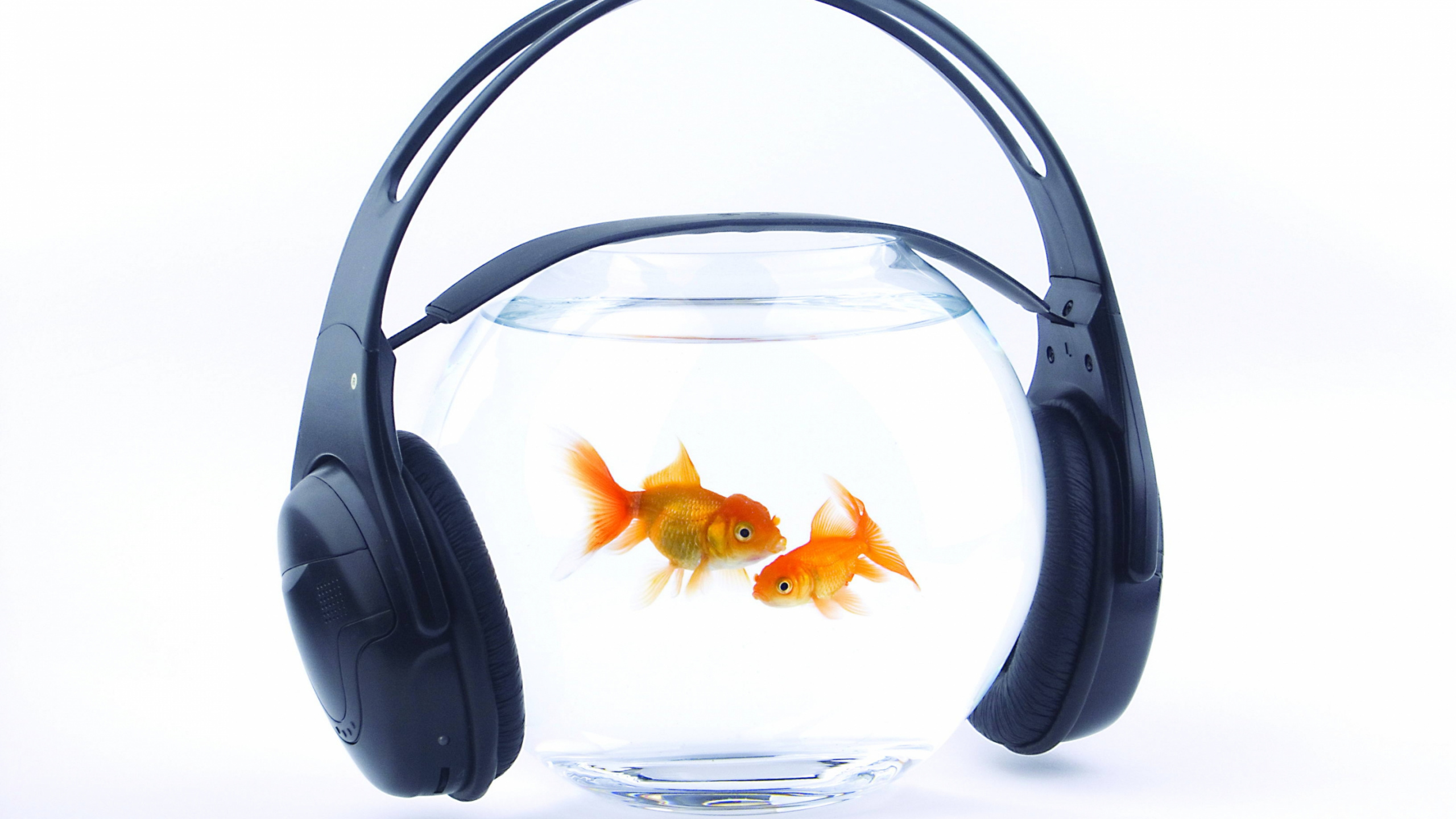 Orange Fish in Clear Fish Bowl. Wallpaper in 2560x1440 Resolution